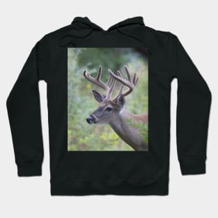 White-tailed Buck in Summer Hoodie